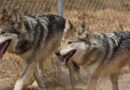 Suma San Juan de Aragón nuevo recinto para la recuperación del lobo mexicano