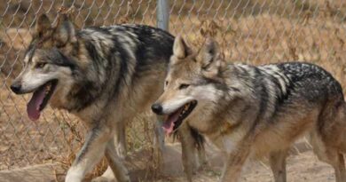 Suma San Juan de Aragón nuevo recinto para la recuperación del lobo mexicano