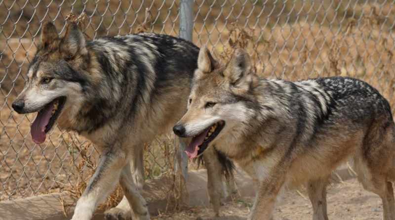 Suma San Juan de Aragón nuevo recinto para la recuperación del lobo mexicano