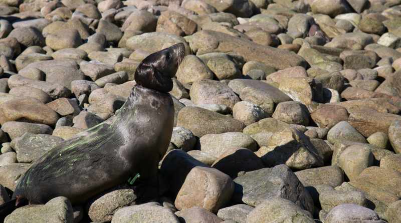 Rescata Profepa a 13 lobos marinos enmallados en Isla San Jorge