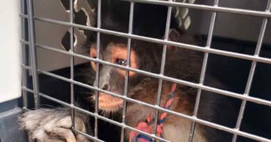 Asegura Profepa 138 ejemplares de vida silvestre en operativo