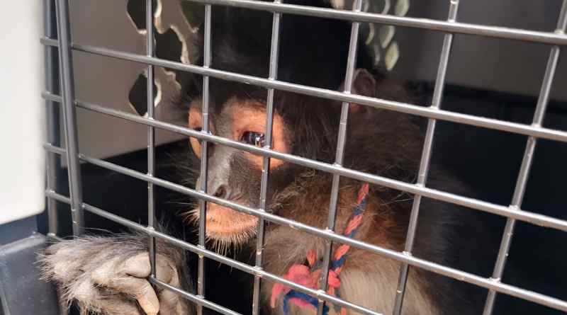 Asegura Profepa 138 ejemplares de vida silvestre en operativo