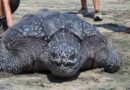 Rescata Conanp tortuga laúd en playas de Santa María Tonameca, Oaxaca