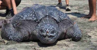 Rescata Conanp tortuga laúd en playas de Santa María Tonameca, Oaxaca