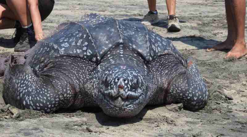 Rescata Conanp tortuga laúd en playas de Santa María Tonameca, Oaxaca