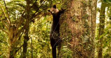 Rescatan y liberan fauna tras desarticular red de tráfico ilegal en Indonesia