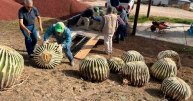 Asegura Profepa 33 ejemplares de biznaga burra en Hidalgo