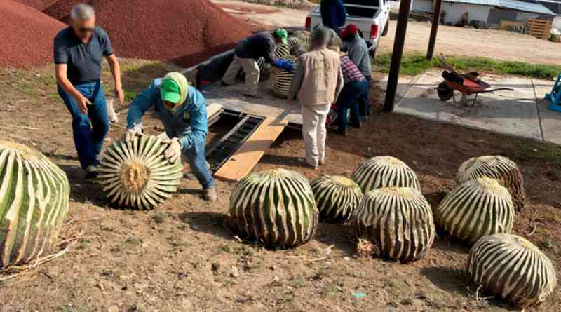 Asegura Profepa 33 ejemplares de biznaga burra en Hidalgo