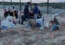 Protege Conanp 472 nidos de tortuga lora en costas de Tamaulipas