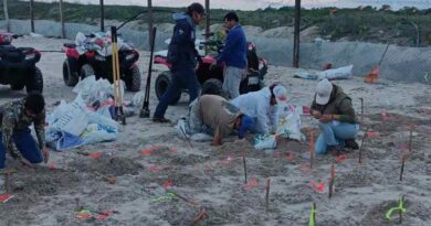 Protege Conanp 472 nidos de tortuga lora en costas de Tamaulipas
