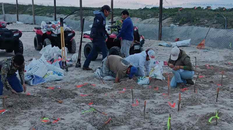 Protege Conanp 472 nidos de tortuga lora en costas de Tamaulipas