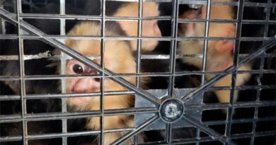 Rescata Profepa ejemplares de vida silvestre de tráfico ilegal en el sureste mexicano Rescata Profepa ejemplares de vida silvestre de tráfico ilegal en el sureste mexicano