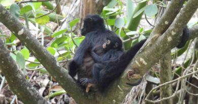 Nace tercera cría de mono araña en el Cañón del Sumidero