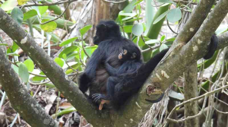 Nace tercera cría de mono araña en el Cañón del Sumidero