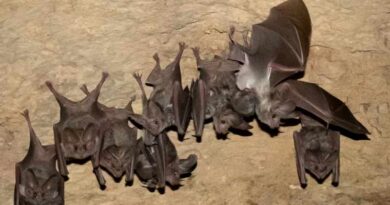 Se recupera población de murciélago orejón en Puebla