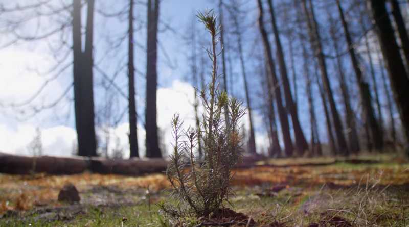 impulsa Procter & Gamble restauración forestal en Estados Unidos