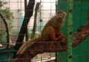 Asegura FGE Quintana Roo 16 ejemplares de fauna silvestre. Hay cinco detenidos