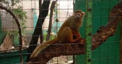 Asegura FGE Quintana Roo 16 ejemplares de fauna silvestre. Hay cinco detenidos