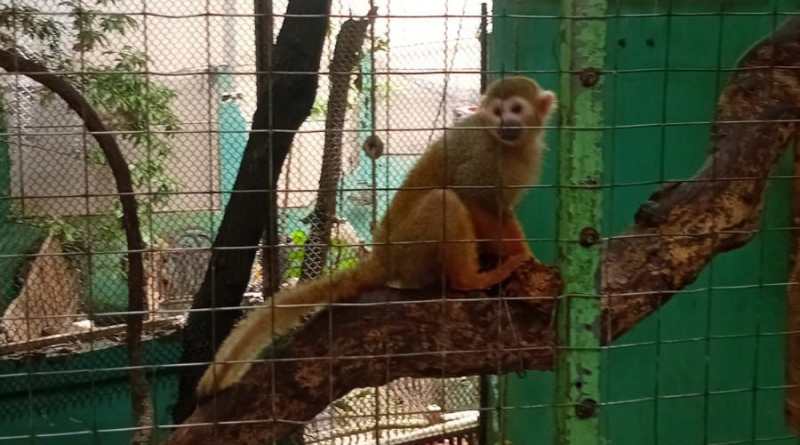 Asegura FGE Quintana Roo 16 ejemplares de fauna silvestre. Hay cinco detenidos