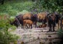 Reintroducen el bisonte americano en Sonora tras dos siglos de ausencia