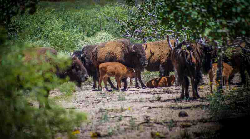 Reintroducen el bisonte americano en Sonora tras dos siglos de ausencia