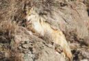 Libera tres ejemplares de lobo mexicano en Chihuahua 