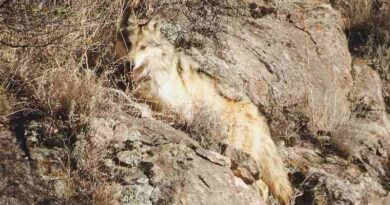 Libera tres ejemplares de lobo mexicano en Chihuahua 
