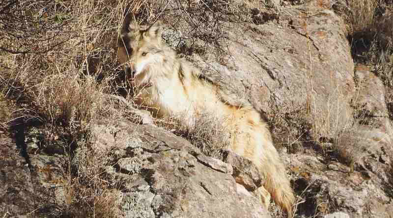 Libera tres ejemplares de lobo mexicano en Chihuahua 
