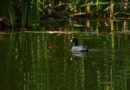 Alemania y México se unen para la restauración ecológica y gestión hídrica en Xochimilco
