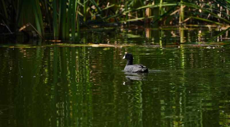 Alemania y México se unen para la restauración ecológica y gestión hídrica en Xochimilco