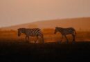 Exige IFAW alianzas multisectoriales para blindar la biodiversidad en África