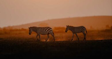 Exige IFAW alianzas multisectoriales para blindar la biodiversidad en África