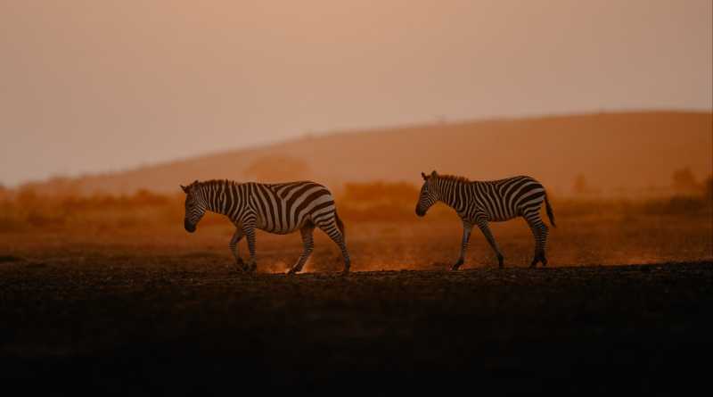 Exige IFAW alianzas multisectoriales para blindar la biodiversidad en África