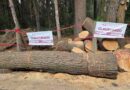 Clausura SEDEMA predio en “El Ocotal” tras detectar derribo ilegal de árboles