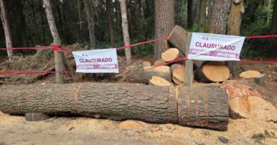 Clausura SEDEMA predio en “El Ocotal” tras detectar derribo ilegal de árboles