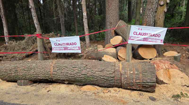 Clausura SEDEMA predio en "El Ocotal" tras detectar derribo ilegal de árboles