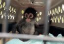 Incrementa comercio ilegal de primates en redes sociales de EEUU.