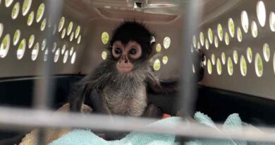 Incrementa comercio ilegal de primates en redes sociales de EEUU.