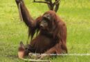 Diagnostican carcinoma a la orangutana Tang en el Zoológico de León
