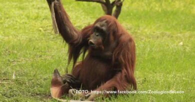 Diagnostican carcinoma a la orangutana Tang en el Zoológico de León