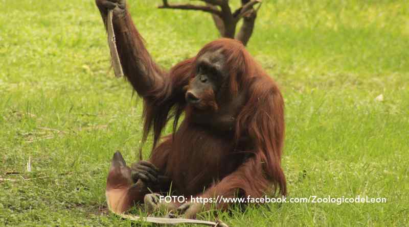 Diagnostican carcinoma a la orangutana Tang en el Zoológico de León