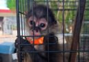 Asegura Profepa 482 ejemplares de flora y fauna en operativo contra tráfico ilegal