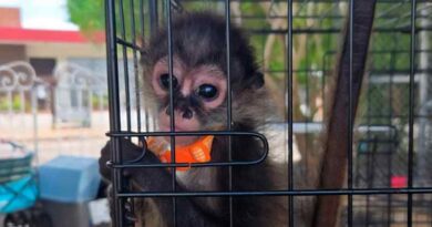 Asegura Profepa 482 ejemplares de flora y fauna en operativo contra tráfico ilegal
