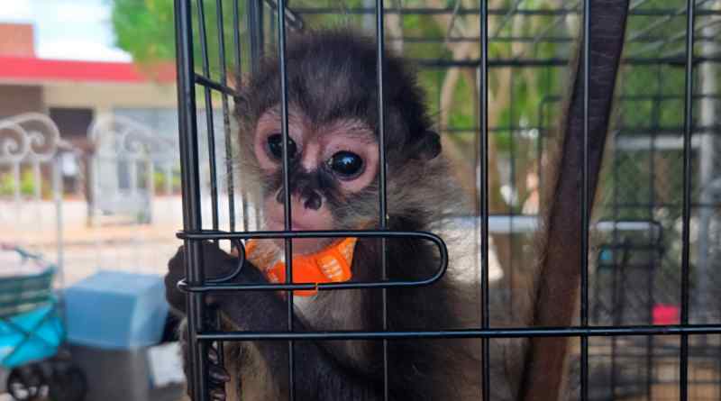 Asegura Profepa 482 ejemplares de flora y fauna en operativo contra tráfico ilegal