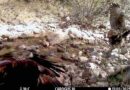 Registra Conanp comportamiento alimentario de Águila Real en Sierra Fría