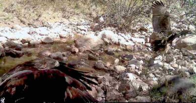 Registra Conanp comportamiento alimentario de Águila Real en Sierra Fría