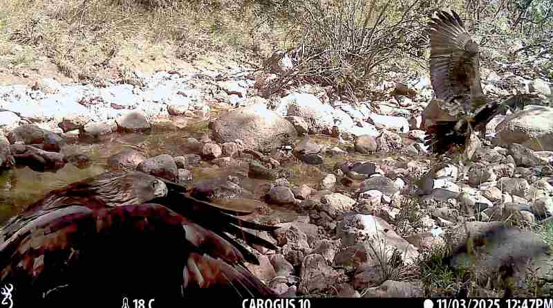 Registra Conanp comportamiento alimentario de Águila Real en Sierra Fría