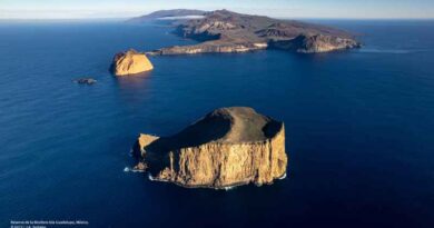 Impulsa GECI gestión circular de residuos y restauración ambiental en Isla Guadalupe