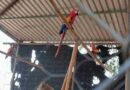 Asegura Profepa 19 aves en peligro de extinción durante operativo contra el tráfico ilegal en Tabasco