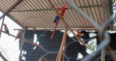 Asegura Profepa 19 aves en peligro de extinción durante operativo contra el tráfico ilegal en Tabasco